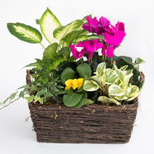 Load image into Gallery viewer, Frida