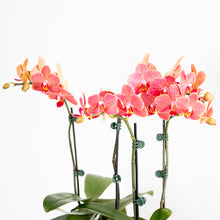 Load image into Gallery viewer, Farrah