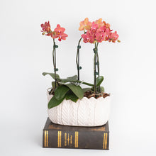 Load image into Gallery viewer, Farrah