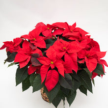 Load image into Gallery viewer, Felix