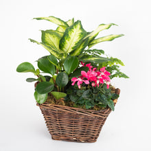 Load image into Gallery viewer, Frida