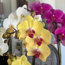Load image into Gallery viewer, Orchids