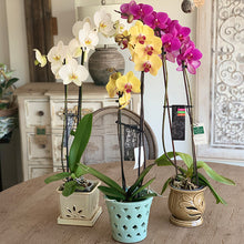 Load image into Gallery viewer, Orchids