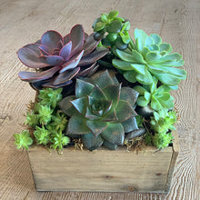 Load image into Gallery viewer, Succulent Garden
