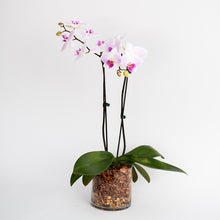 Load image into Gallery viewer, Vivian