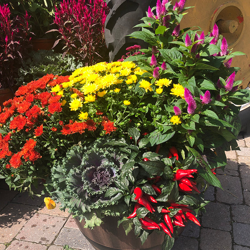 Harvest Potting Class