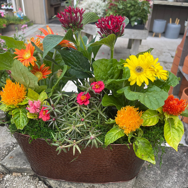 Summer Blooming Container Workshop