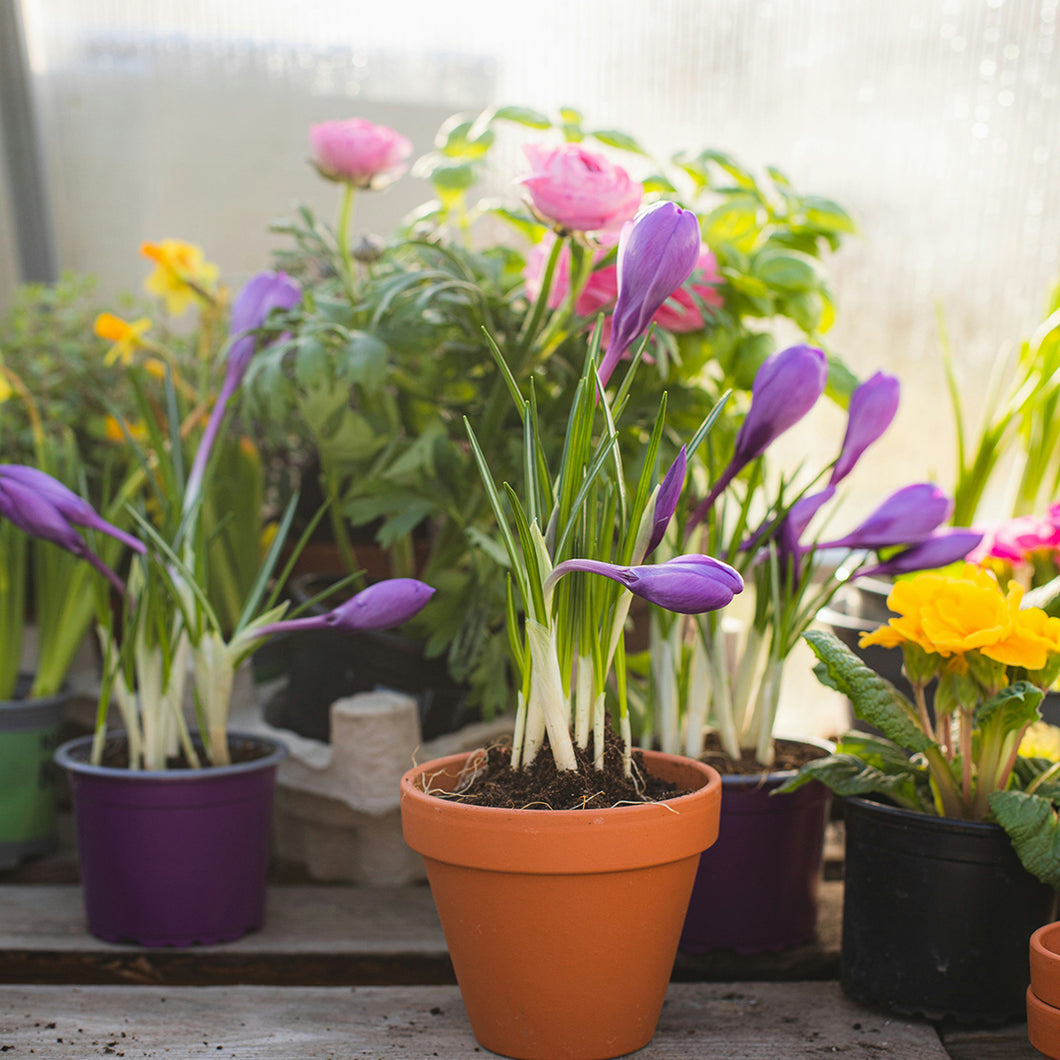 Spring Garden Pot Workshop