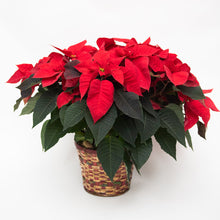 Load image into Gallery viewer, Felix
