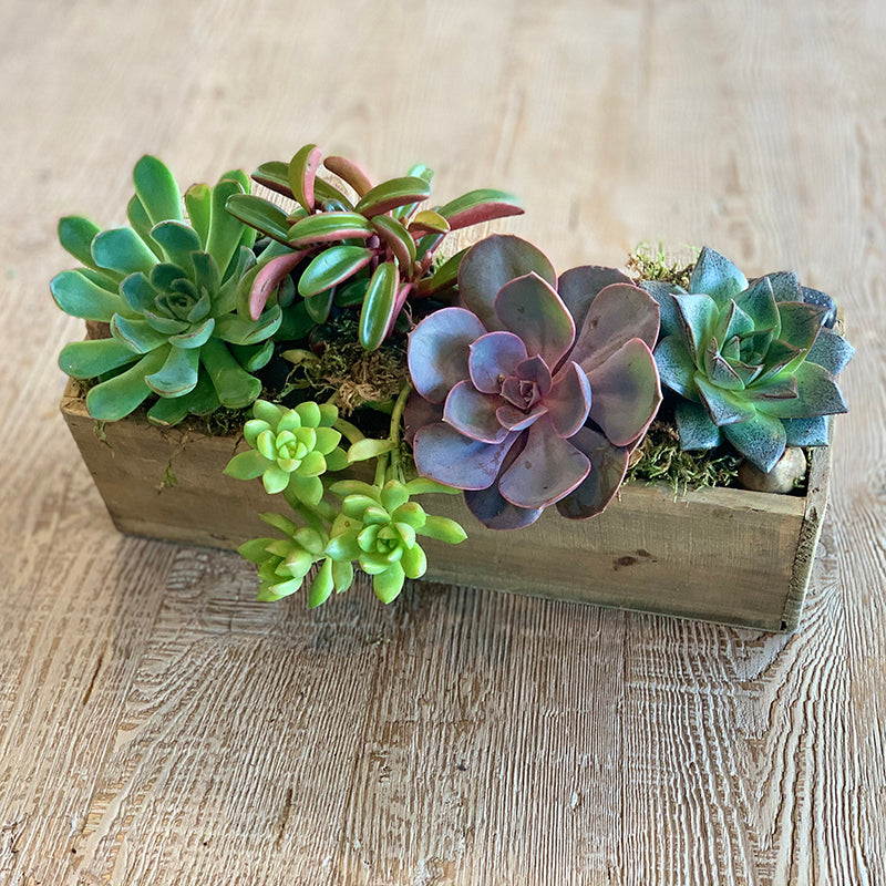 Succulent Garden