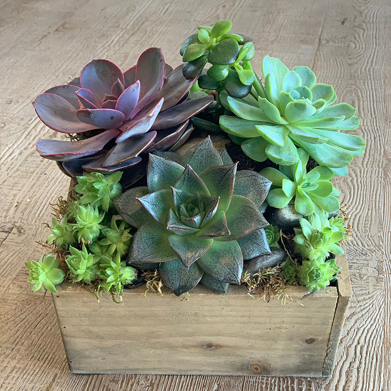 succulents in rectangular pot Succulent Garden – Reynolds